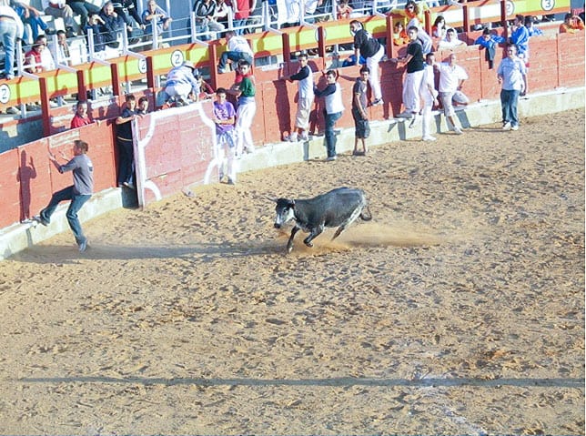 Bullfight (image 1 of 2)