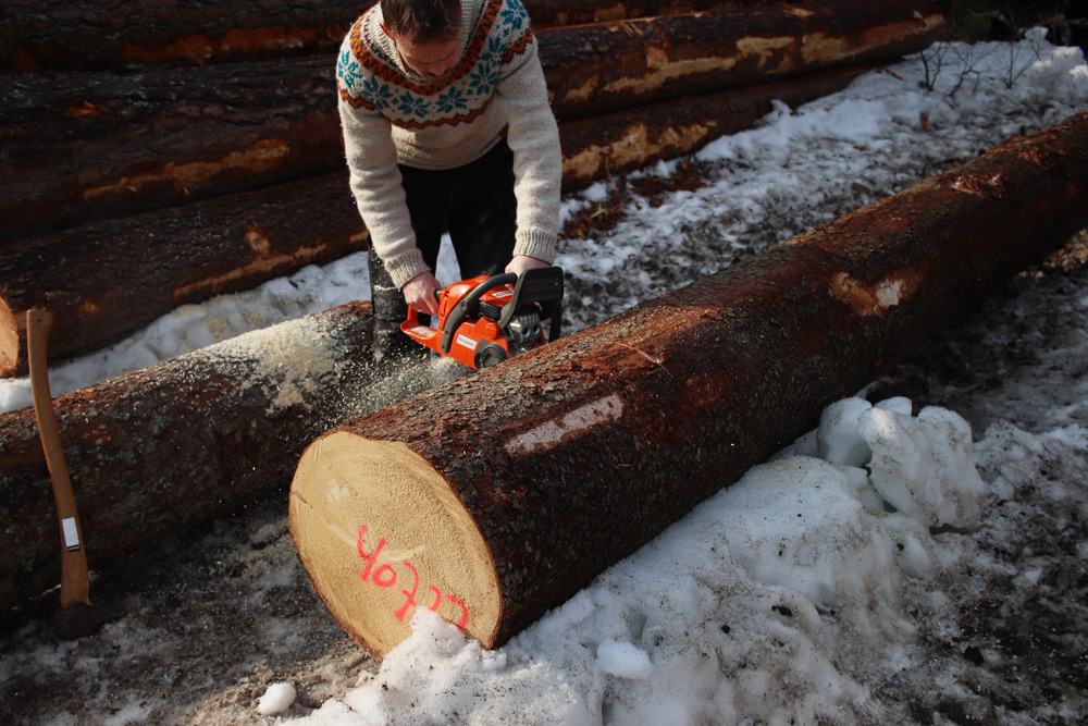 Cutting a log prior to splitting.