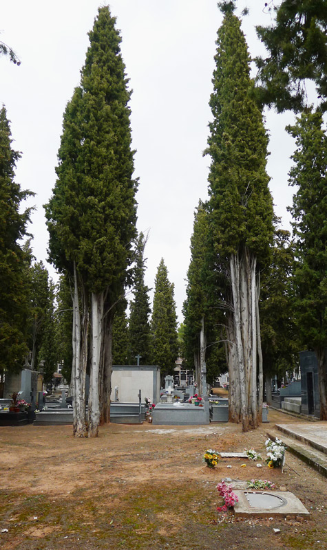The beautiful cypress trees facing the tomb of José Romanillos. Photo by Josep Melo.
